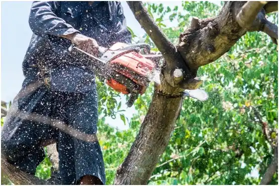tree services La Follette